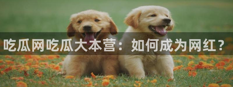 吃瓜吃到自己的死讯:吃瓜网吃瓜大本营:如何成为网红?